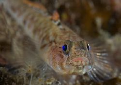 Blenny.
Isle of Lewis, Hebrides.
D200, 60mm. by Mark Thomas 
